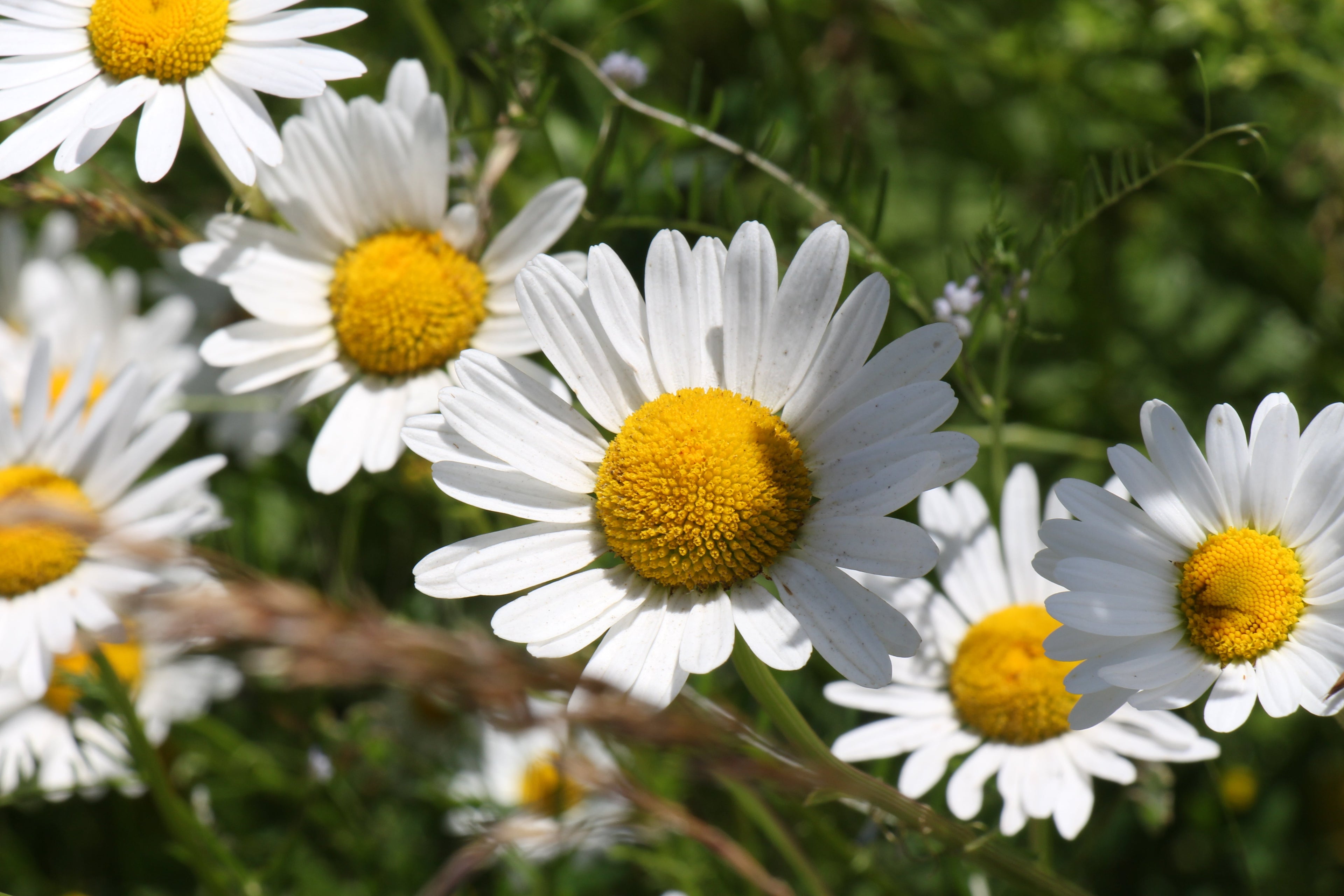 Chamomile Extract