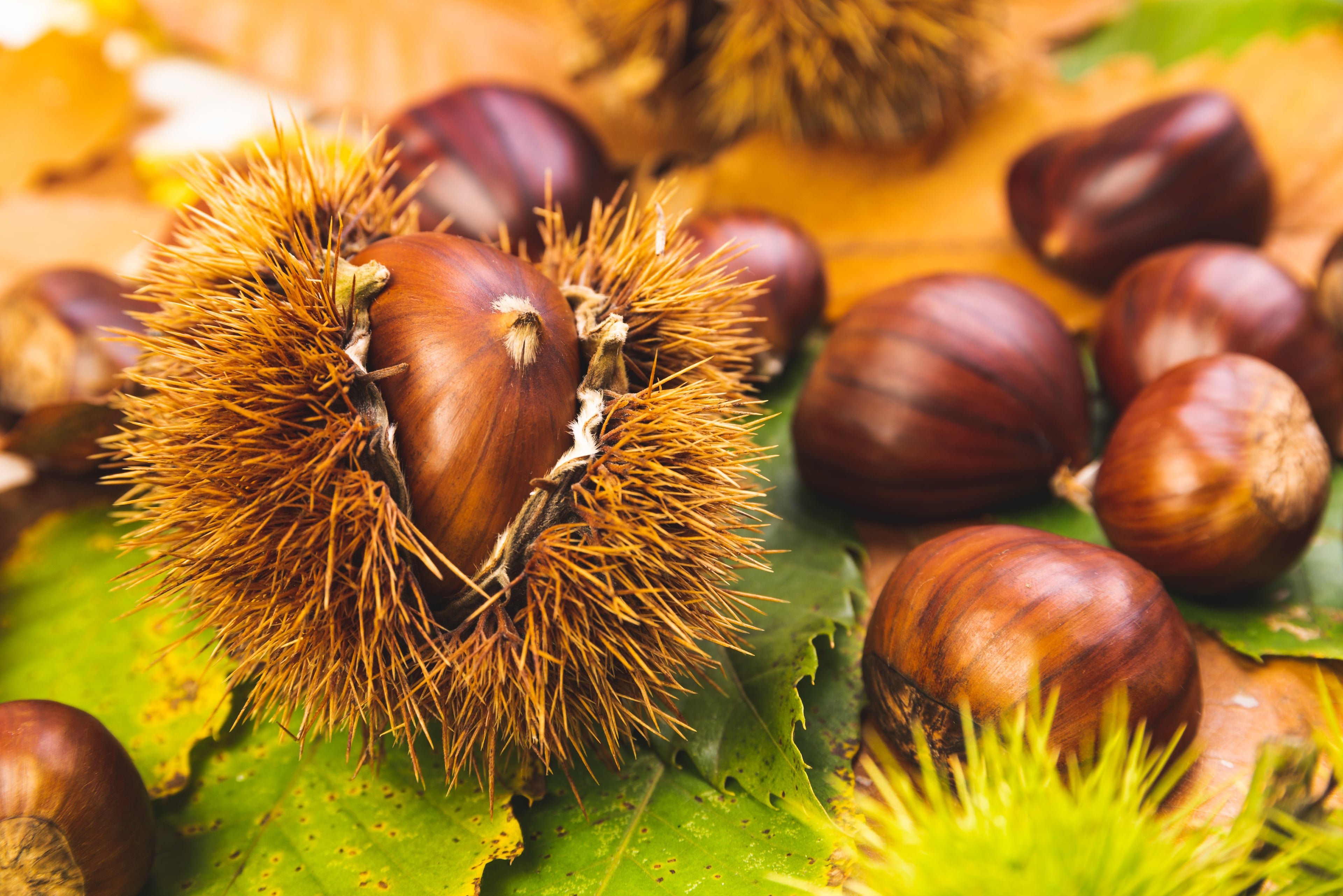 Horse Chestnut Extract