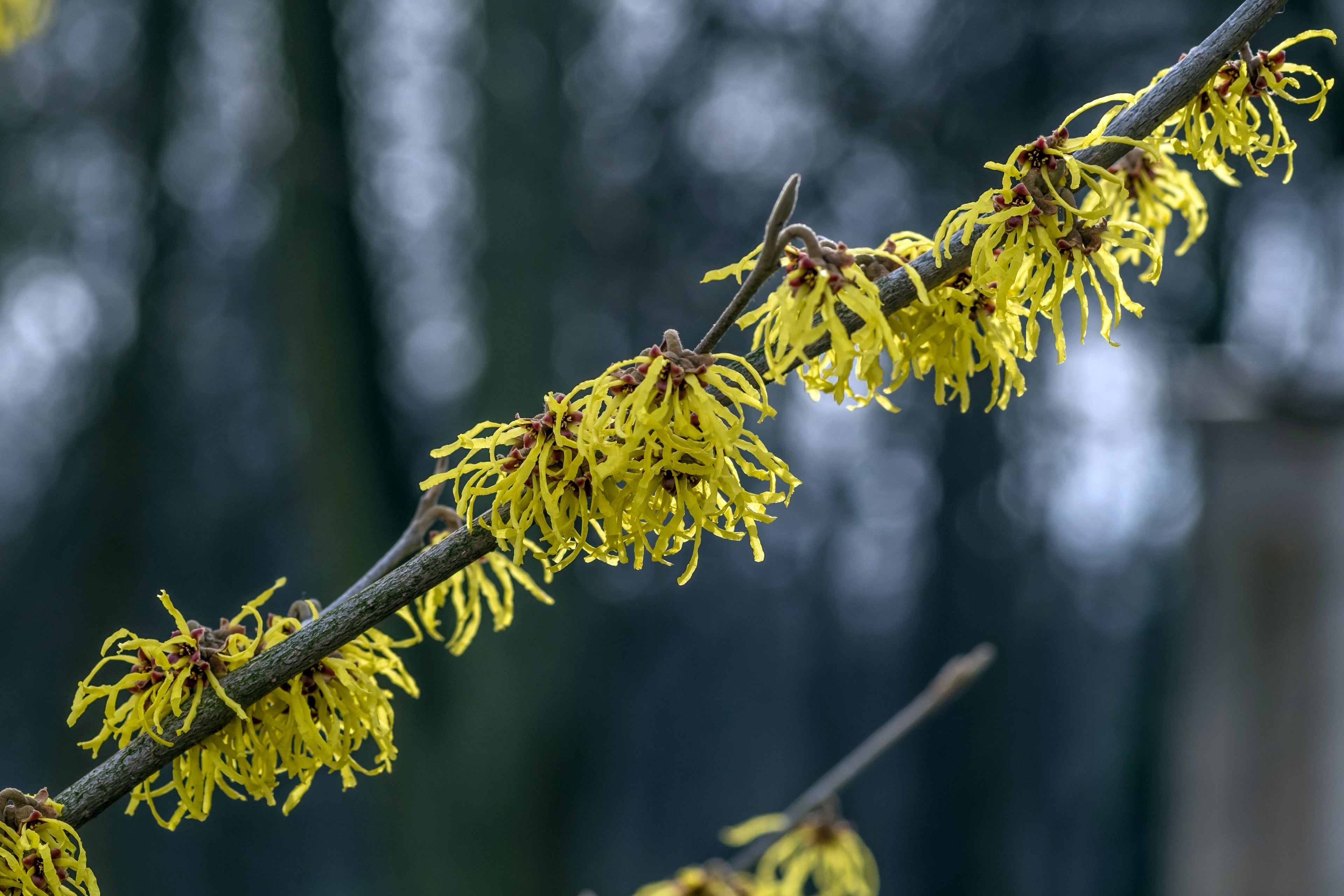 Witch Hazel Extract