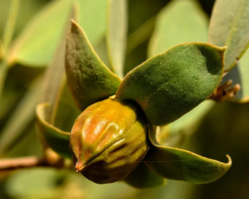 Jojoba Oil