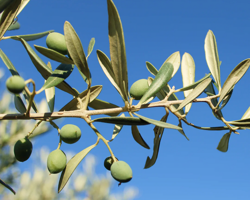 Olive Squalene
