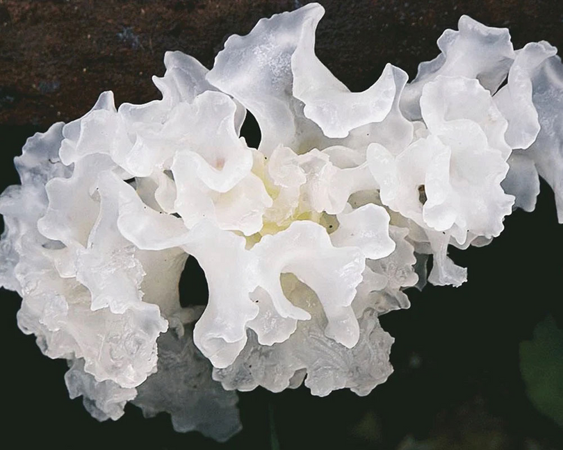 Snow Mushroom